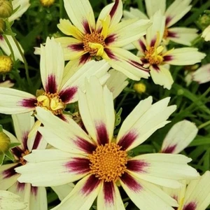 Image Credit: Bridge Nursery